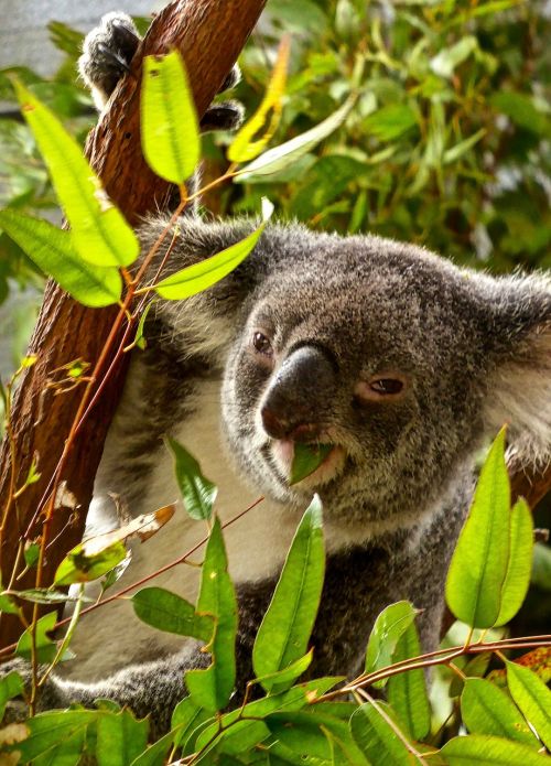 Koala, Valgymas, Turėti, Eukaliptas, Australia, Linksma, Lapai, Laukinė Gamta, Pilka