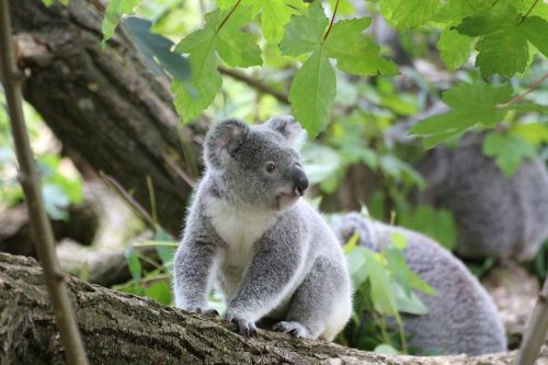 Koala, Mielas, Medis, Zoologijos Sodas, Gyvūnas, Koala Bear, Išvalyti