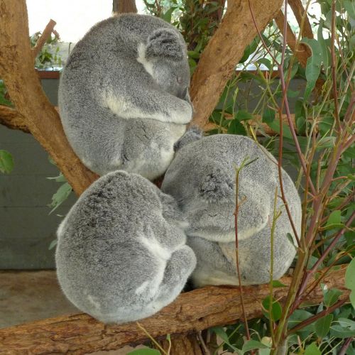 Koala, Neša, Turėti, Zoologijos Sodas, Miega, Žinduolis, Australia, Laukinė Gamta, Pūkuotas, Pilka, Žavinga, Linksma, Medis, Pilka, Nykstantis