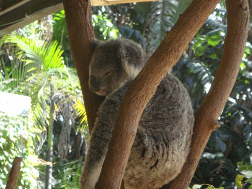 Koala, Australia, Mielas, Gyvūnas, Zoologijos Sodas, Miegoti, Trys, Tingus
