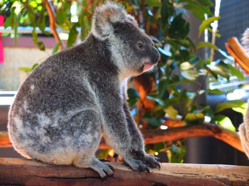 Koala, Naminis Gyvūnėlis, Australia, Zoologijos Sodas, Mielas, Gyvūnas, Mažas, Kūdikis