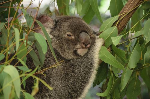 Koala, Australia, Medis, Karalienė