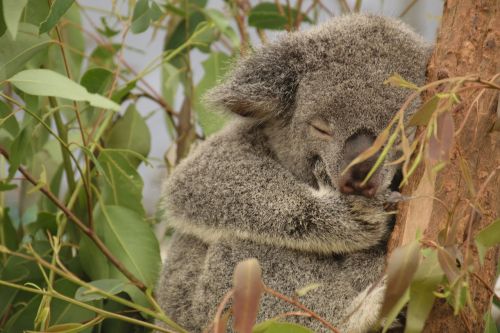 Koala, Australia, Medis, Karalienė, Miegoti, Katė