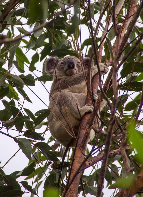 Koala, Marsupial, Pilka, Pūkuotas, Laukiniai, Medis, Gumos Medis, Piktograma, Queensland, Australia, Gyvūnas, Mielas