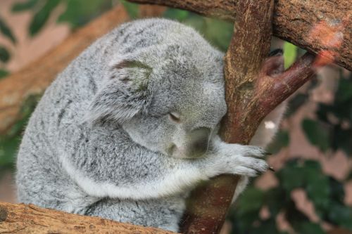 Koala, Fauna, Gyvūnai, Miegoti, Nap