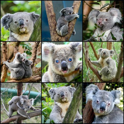 Koala, Padovanoti Koliažą, Medis, Sėdi, Sustingęs, Portretas, Pilka, Kailis, Laukinė Gamta, Gamta, Žiūri, Linksma, Žinduolis, Mielas, Australia, Lauke, Kūdikis