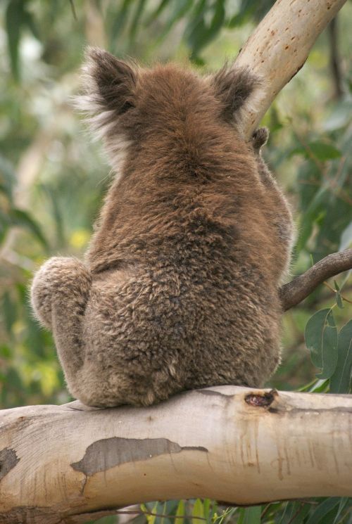 Koala, Koala Bear, Australia, Gyvūnas, Laukinė Gamta, Žinduolis, Eukaliptas, Marsupial, Pūkuotas, Pilka