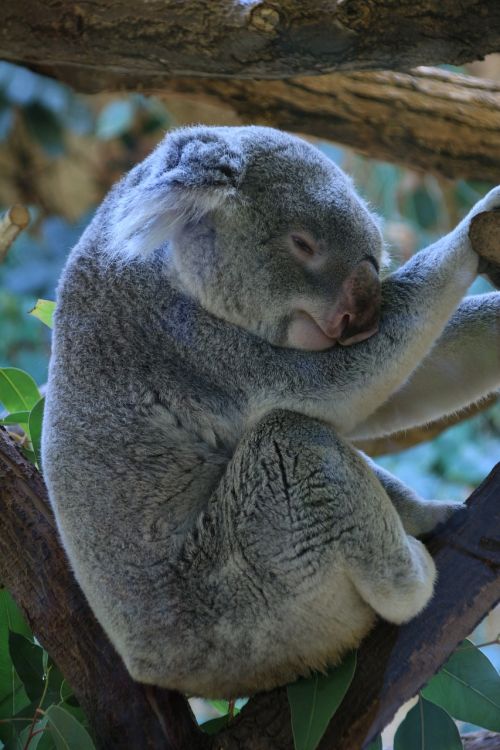 Koala, Lazing Aplink, Zoologijos Sodas, Atsipalaiduoti, Gyvūnų Pasaulis, Saldus, Atsipalaidavęs, Australia