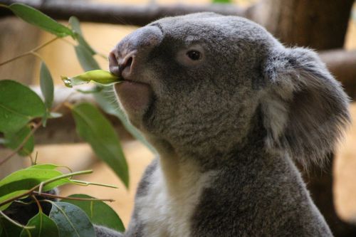 Koala, Poilsis, Koala Bear, Tingus, Australia, Zoologijos Sodas, Lazing Aplink