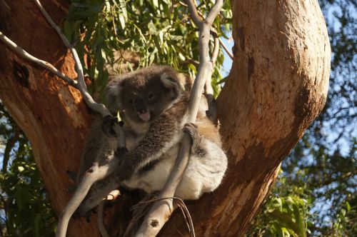 Koala, Australia, Koala Bear, Tingus, Poilsis, Gyvūnas, Gamtos Apsauga, Filipo Sala, Išvalyti, Linksma, Saldus, Ashen Koala