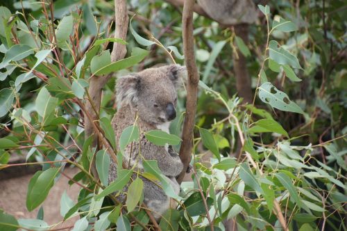 Koala, Australia, Koala Bear, Tingus, Poilsis, Gyvūnas, Gamtos Apsauga, Filipo Sala, Išvalyti, Linksma, Saldus, Ashen Koala