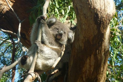 Koala, Australia, Koala Bear, Tingus, Poilsis, Gyvūnas, Gamtos Apsauga, Filipo Sala, Išvalyti, Linksma, Saldus, Ashen Koala, Kūdikio Koala, Jaunas Gyvūnas