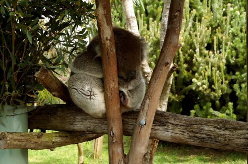 Koala, Medis, Mielas, Eukaliptas, Miegoti, Linksma, Aussie, Gyvūnas, Laukinė Gamta