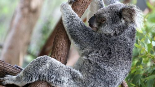 Koala, Koalas, Sugriežtino Medį