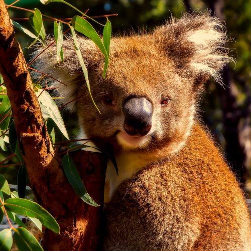 Koala, Gyvūnas, Laukinė Gamta, Makro, Iš Arti, Mielas, Gamta, Lauke, Australia