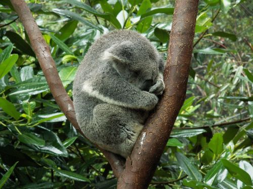Koala, Koala Bear, Australia, Gyvūnas, Miegoti, Medis