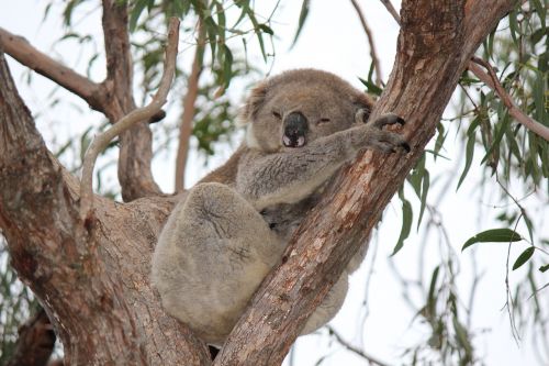 Koala, Gyvūnas, Marsupial, Mielas, Žolėdis, Žinduolis, Marsupials, Kailis