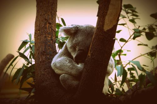 Koala, Gyvūnas, Gamta, Šuniukas, Mažas Meškiukas, Australia