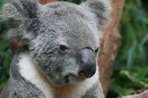 Koala, Turėti, Marsupial, Laukinė Gamta, Mielas, Australia, Gyvūnas, Zoologijos Sodas