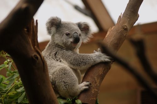 Koala, Gyvūnas, Gyvūnai, Gamta, Maišas, Buidelbeer, Australia, Eukaliptas, Egzotiški Gyvūnai, Turėti