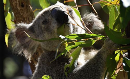 Koala, Australia, Gyvūnai