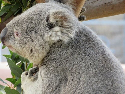 Koala,  San Diego Zoo,  Sterblinis