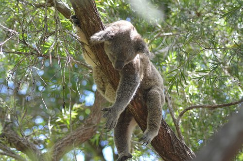 Koala,  Saldus,  Cutesy,  Natūralus,  Žinduoliai