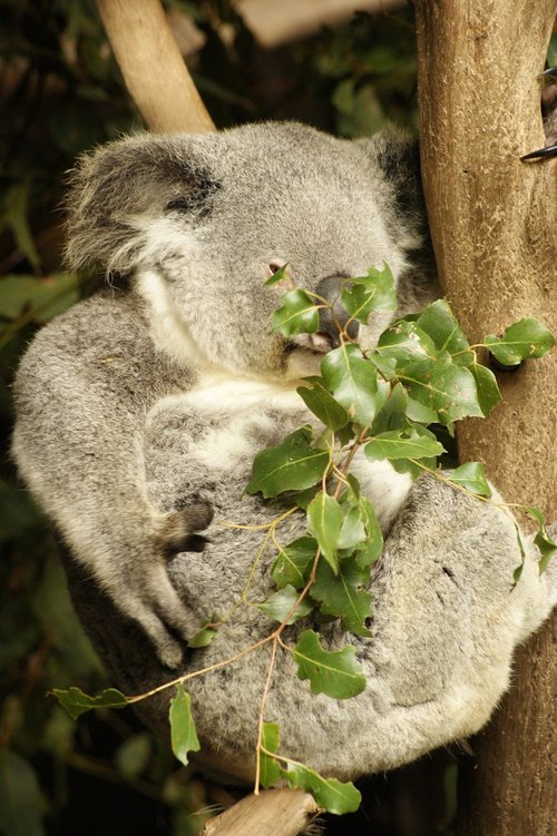 Koala,  Koala Bear,  Eukalipto,  Medžių Alpinistai,  Eukalipto Medis,  Australija
