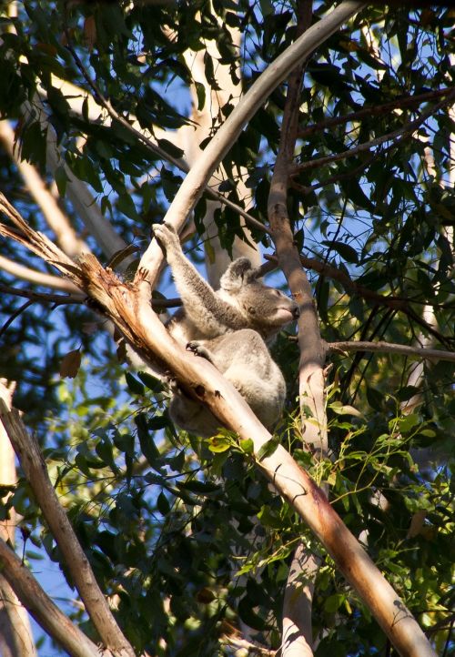 Koala, Turėti, Australia, Queensland, Marsupial, Laukiniai, Medis, Atogrąžų Miškai