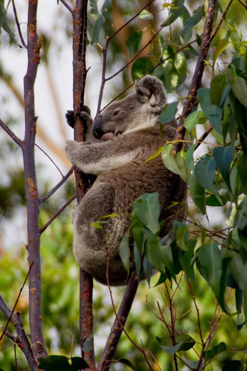 Koala, Turėti, Australia, Queensland, Marsupial, Laukiniai, Medis, Atogrąžų Miškai