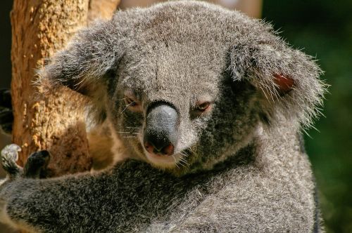 Koala, Turėti, Marsupial, Pilka, Pūkuotas, Piktograma, Australia, Gyvūnas, Mielas