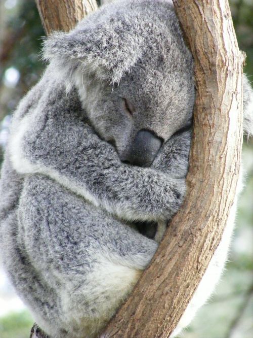 Koala, Australian, Australia, Laukinė Gamta, Gimtoji, Eukaliptas, Miega, Miegoti, Lapai, Aussie, Filialas, Atsipalaidavimas, Nykstantis, Marsupial