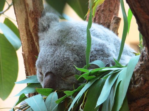 Koala, Pilka, Neveikiantis, Gyvūnas, Žinduolis, Zoologijos Sodas