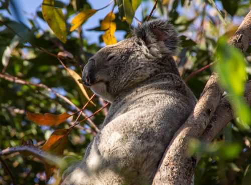 Koala, Turėti, Australia, Queensland, Marsupial, Laukiniai, Medis, Atogrąžų Miškai, Mieguistas, Snaudimas