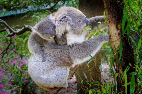 Koala, Australia, Gyvūnas, Gamtos Apsauga, Phascolarctos Cinereus, Kūdikis