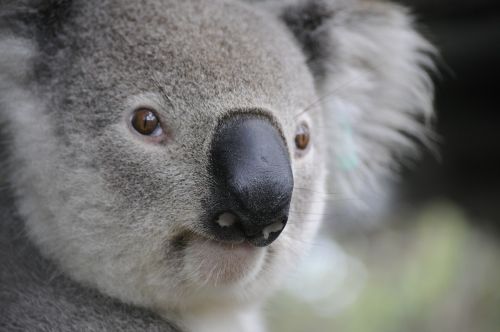 Koala, Gamta, Gyvūnai, Kojos, Australia, Šuniukas