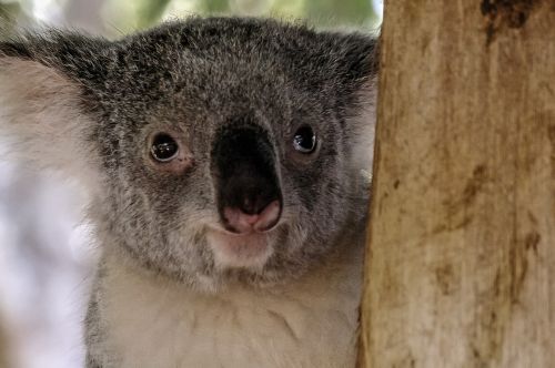 Koala, Turėti, Marsupial, Pilka, Pūkuotas, Piktograma, Australia, Gyvūnas, Mielas