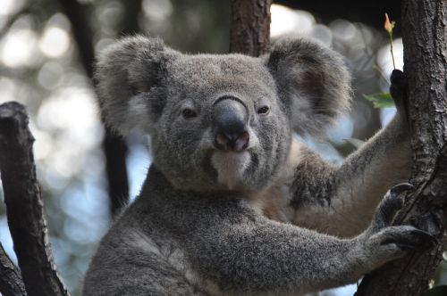 Koala,  Australia,  Koala Bear,  Išvalyti,  Gamtos Apsauga,  Jaunas Gyvūnas