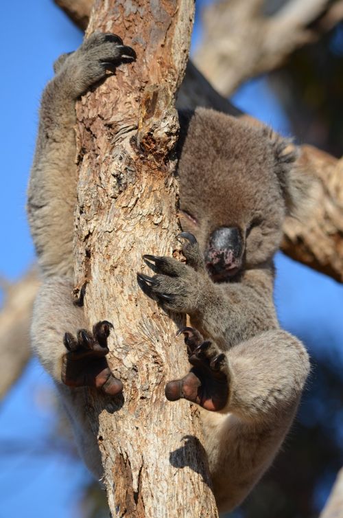 Koala, Fauna, Australia, Gyvūnas, Laukiniai, Laukinė Gamta, Marsupial, Gimtoji, Aussie, Gamta