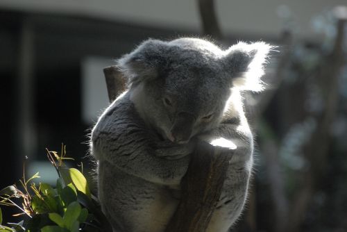 Koala, Zoologijos Sodas, Komfortas, Australijos Žmonės, Gyvūnas, Gamta