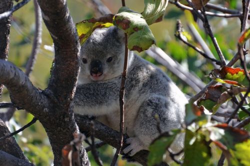 Koala Bear, Gamta, Linksma, Gyvūnas, Australia, Laukinis Gyvenimas, Mielas, Medis, Eukalipto Lapai Magnetinė Sala