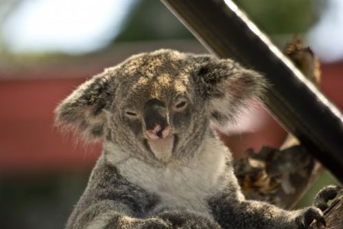 Koala,  Turėti,  Zoologijos Sodas,  Gamta,  Koala Lydinys