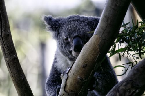 Koala & Nbsp,  Bear,  Turėti,  Laukinė Gamta,  Gyvūnas,  Žinduolis,  Mielas,  Koala Lydinys