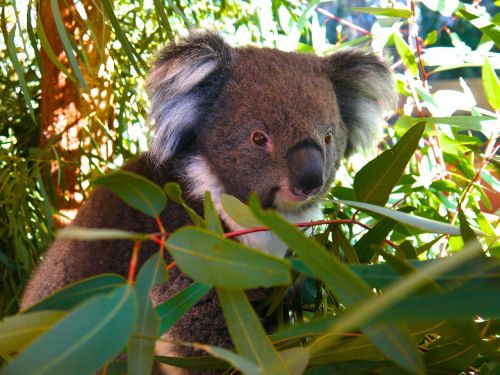 Koala Bear, Koala, Turėti, Gyvūnas, Zoologijos Sodas