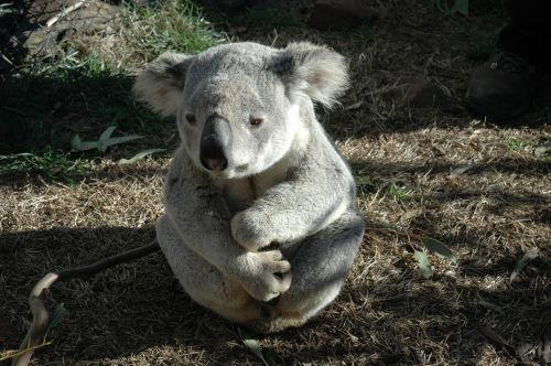 Koala Bear, Koala, Vietinis Gyvūnas, Australian, Turėti