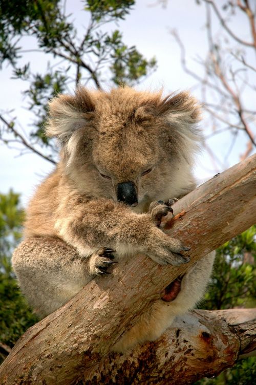 Koala Bear, Australijos Gimtoji Gyvūnas, Koala, Žolėdis, Linksma, Pūkuotas, Mielas