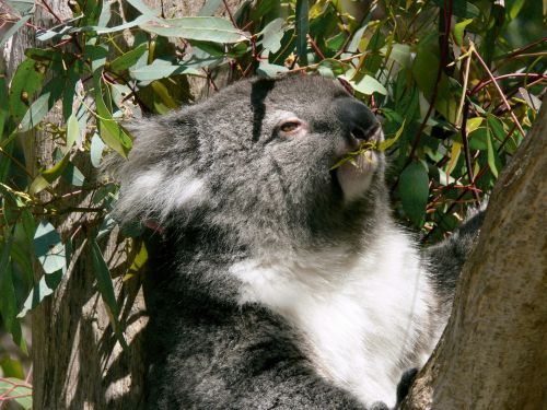 Koala,  Marsupial,  Eukaliptas,  Lapai,  Valgymas,  Australia,  Laukinė Gamta,  Koala Valgymo Lapai