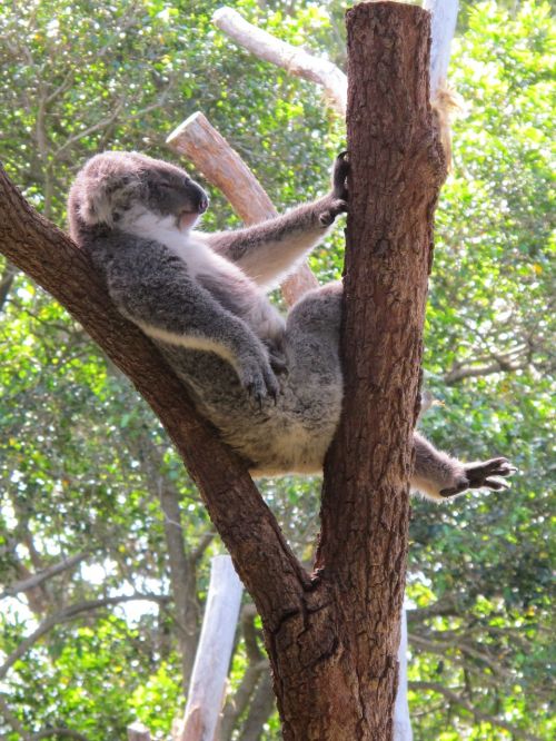 Koala Koala Lydekos, Linksmas Gyvūnas, Marsupial, Paukštieji Žinduoliai, Australia