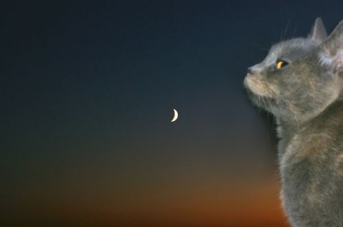 Katė,  Mėnulis,  Katė Ir Mėnulis