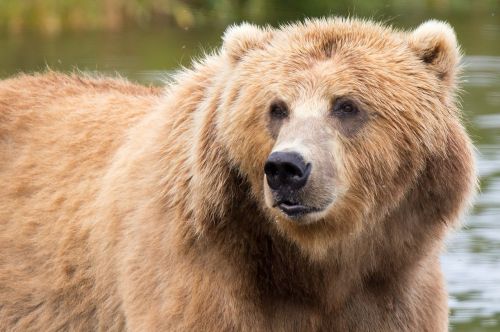 Kodiak Brown Bear, Žinduolis, Plėšrūnas, Laukinė Gamta, Laukiniai, Kailis, Gamta, Alaska, Usa, Gyvūnas, Iš Arti, Žiūri, Lauke